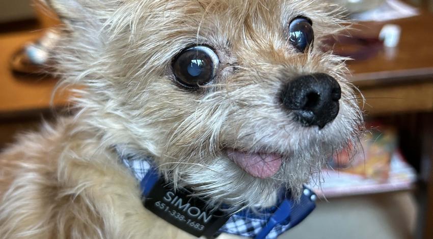 tiny tan dog, smiling with tongue out