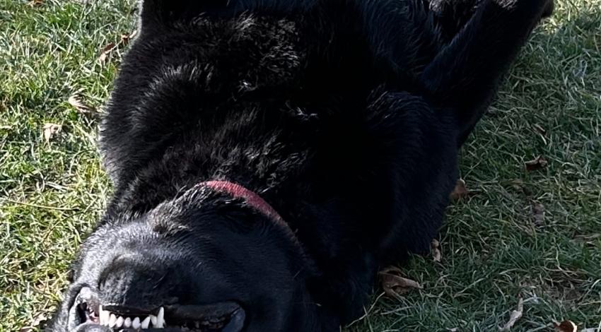 black dog on its back in grass
