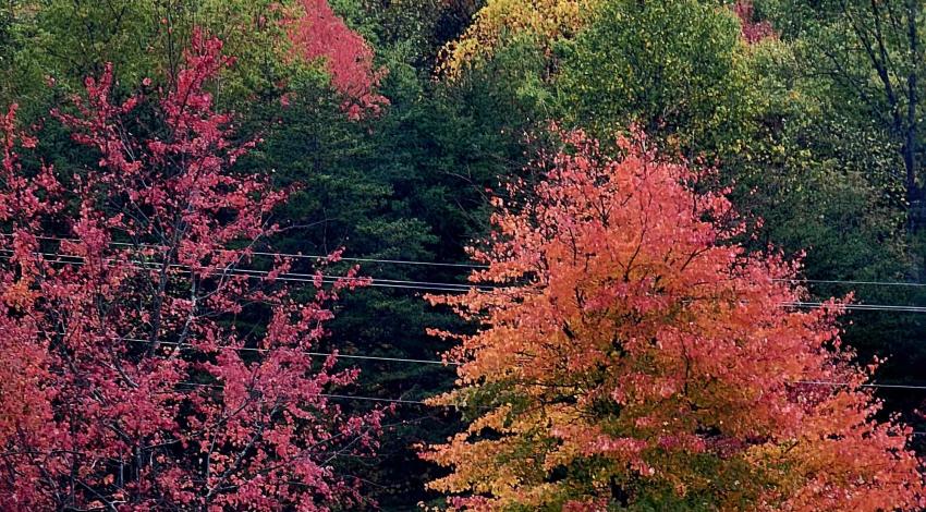 red, orange and green trees on hillside