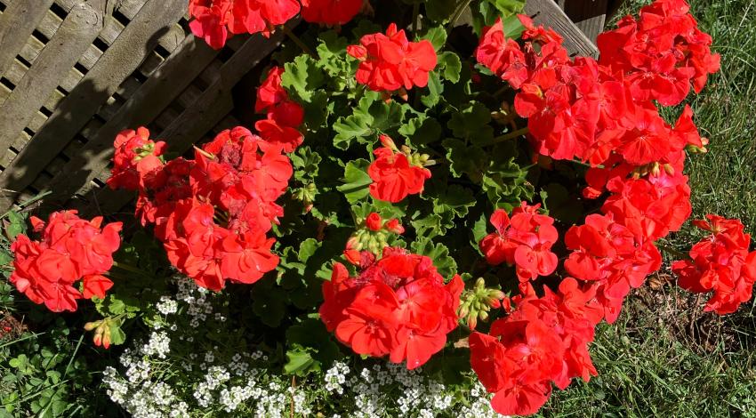 geraniums in bloom