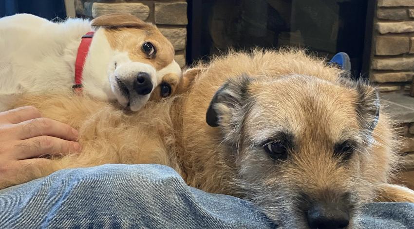 two dogs on a lap