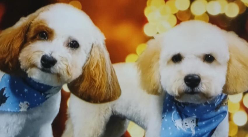 fluffy brown and white dogs
