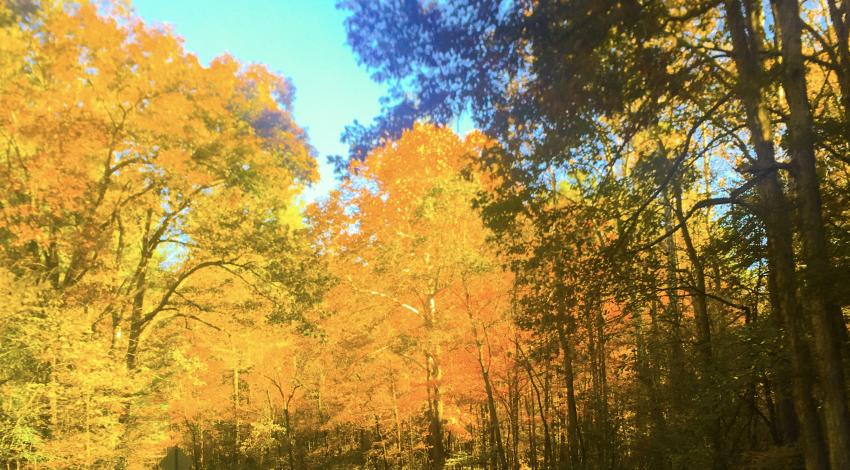 country road through yellow trees