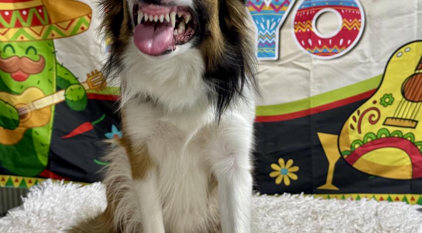 brown and white dog showing its teeth