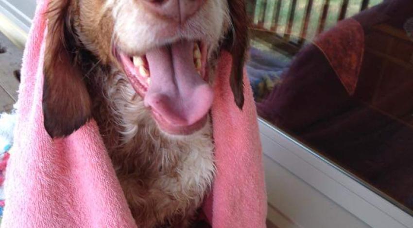 smiley brown and white dog with a towel 