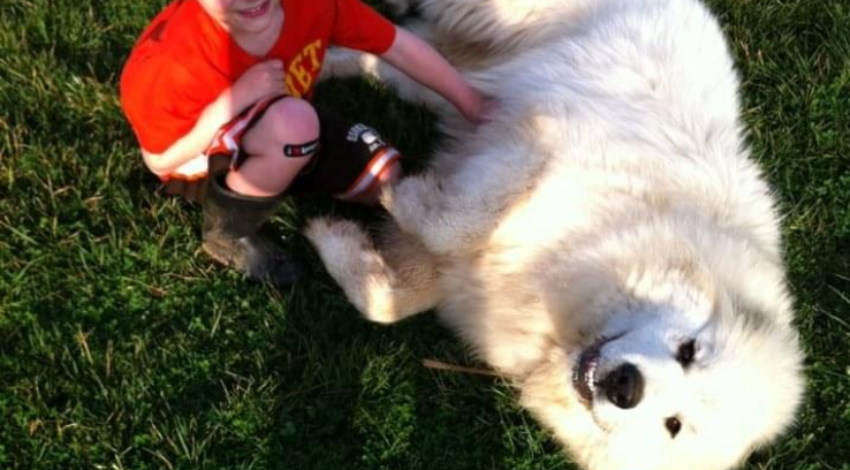 child and dog in grass