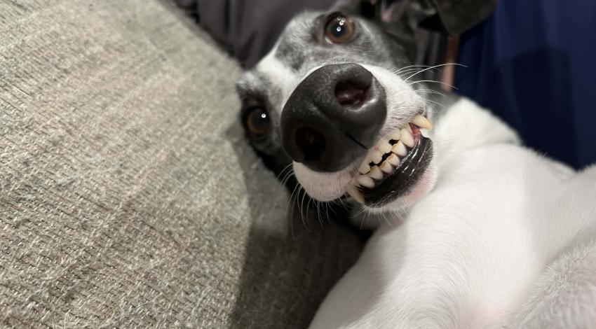 black and white smiley dog