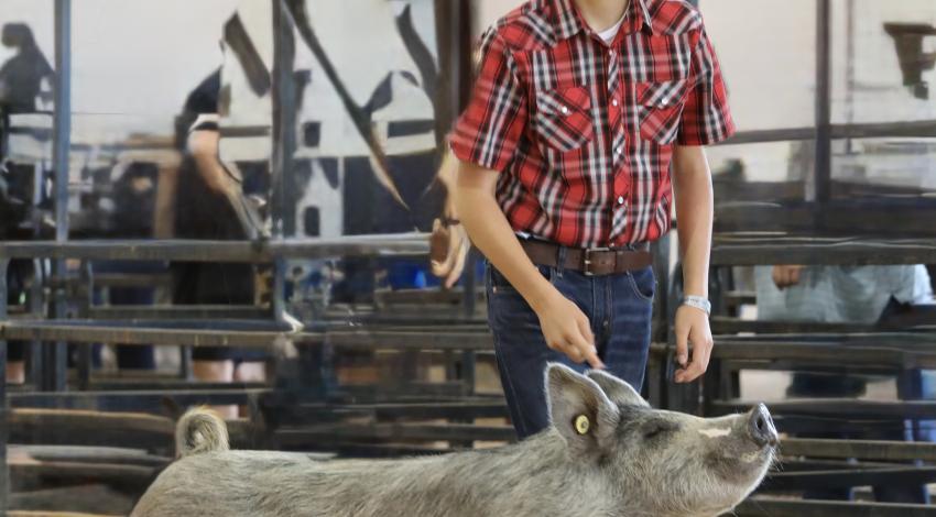 boy with pig