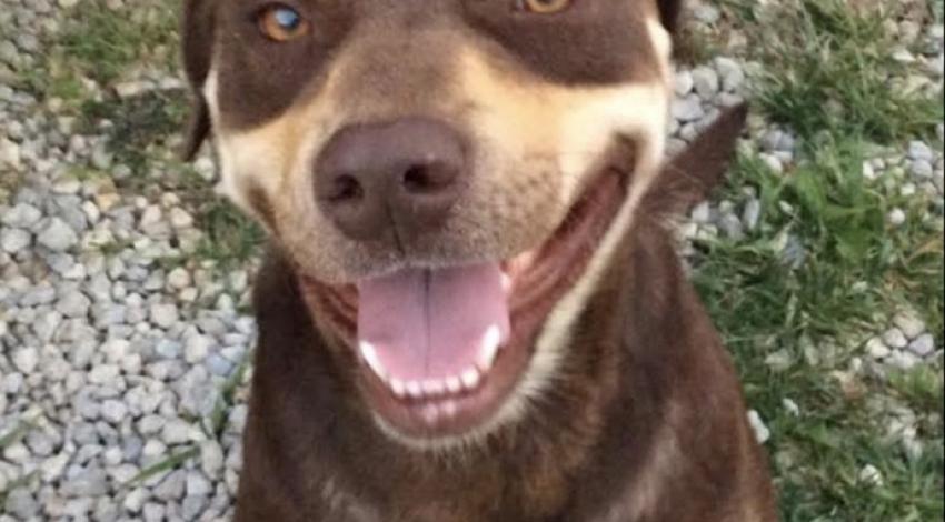 smiling brown and tan dog