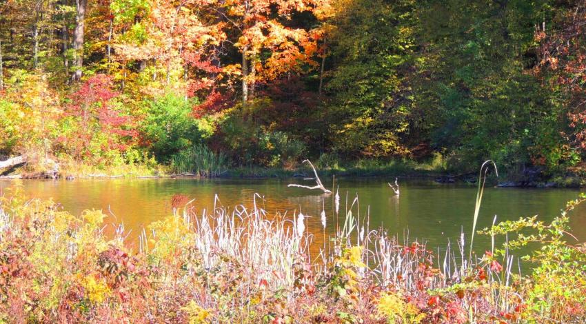 pond surrounded by autumn trees