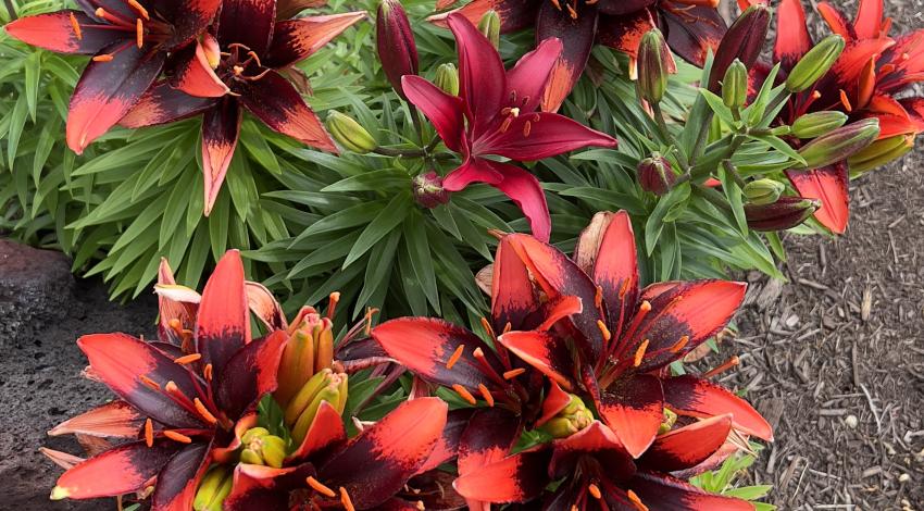 tiger lilies