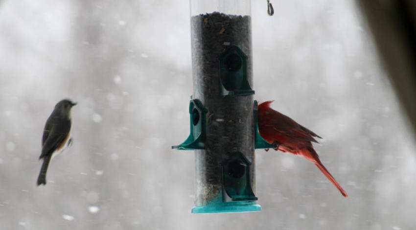 birds at bird feeder in the snow