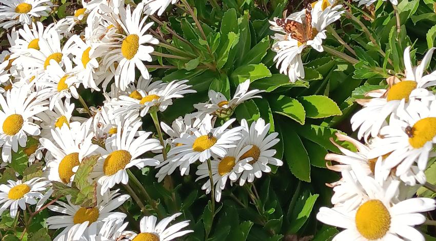 patch of daisies