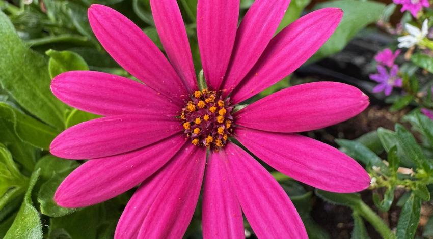 bright pink flower