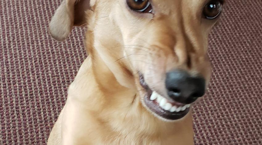 smiling brown dog standing on its back feet