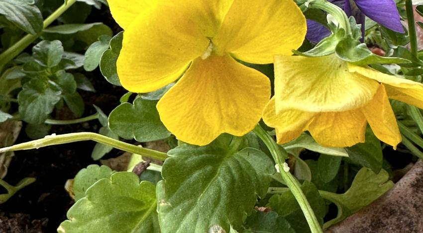 yellow and purple flowers in a pot