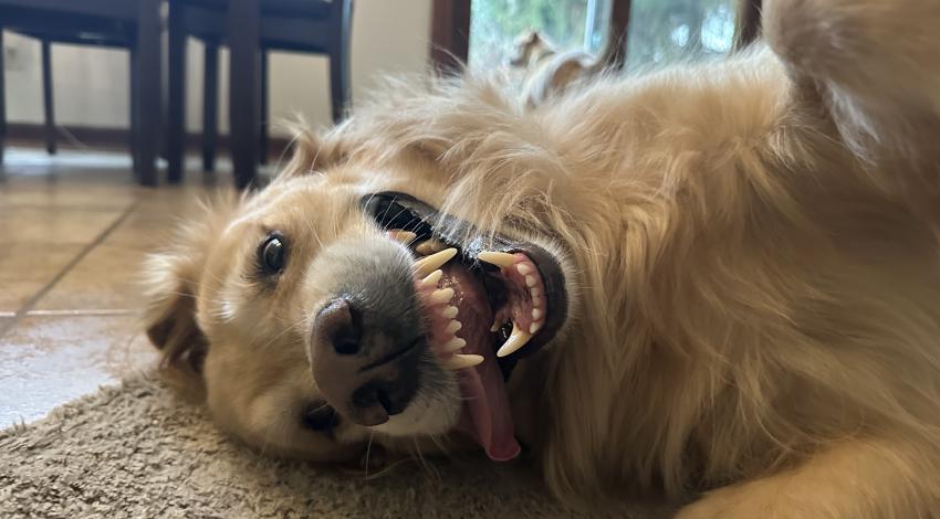 smiley golden dog lying on its side