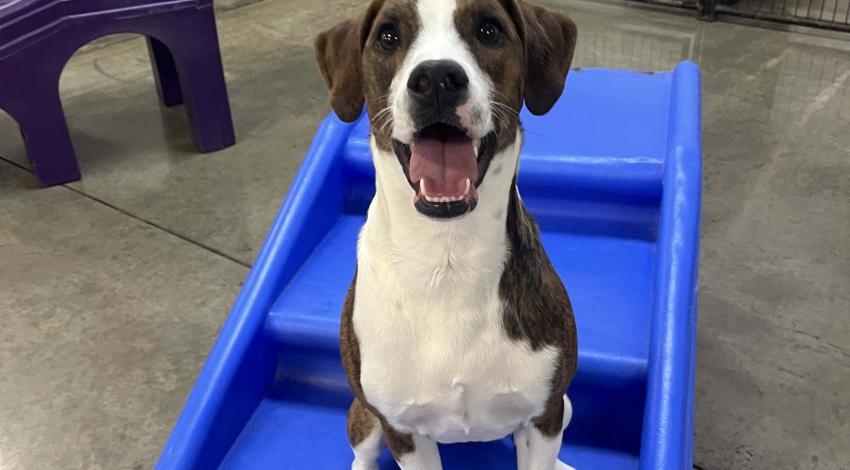 smiley brown and white dog