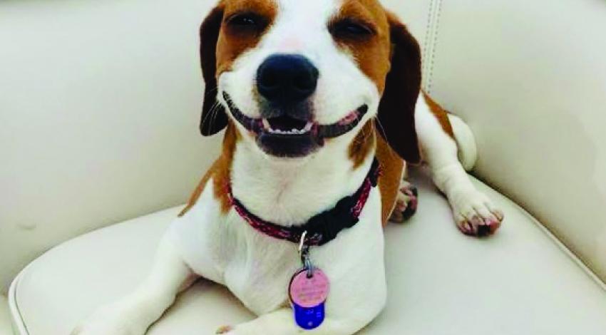smiley brown and white dog