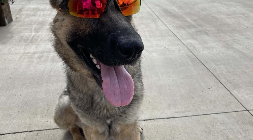 smiley dog in sunglasses