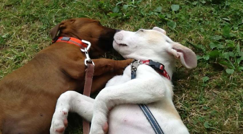 brown dog and white dog snuggling