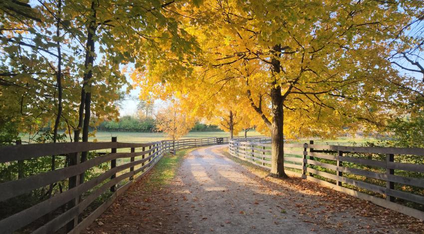 country road under yellow trees