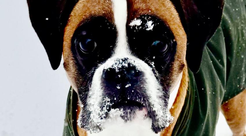 dog in coat on snow