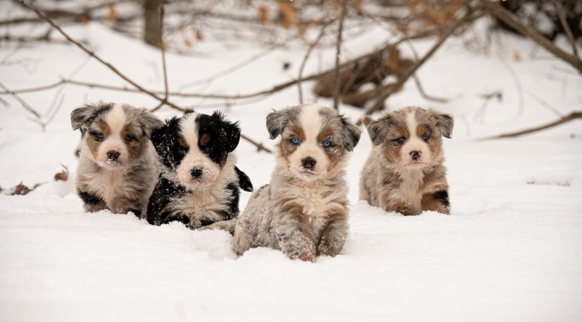 four puppies in snow