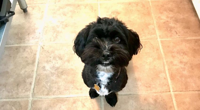 small black and white smiley dog