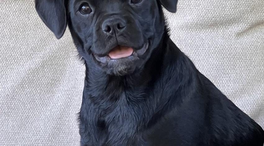 small black smiley dog