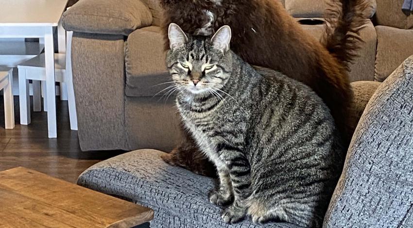 brown dog and cat on couch