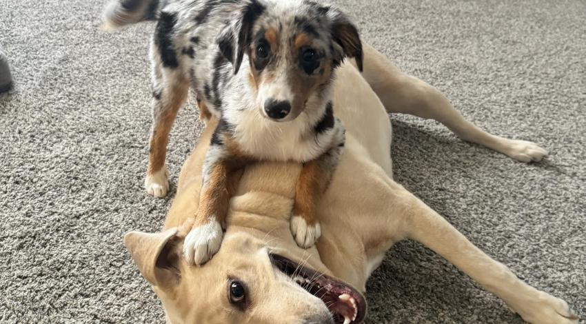two dogs playing on the floor