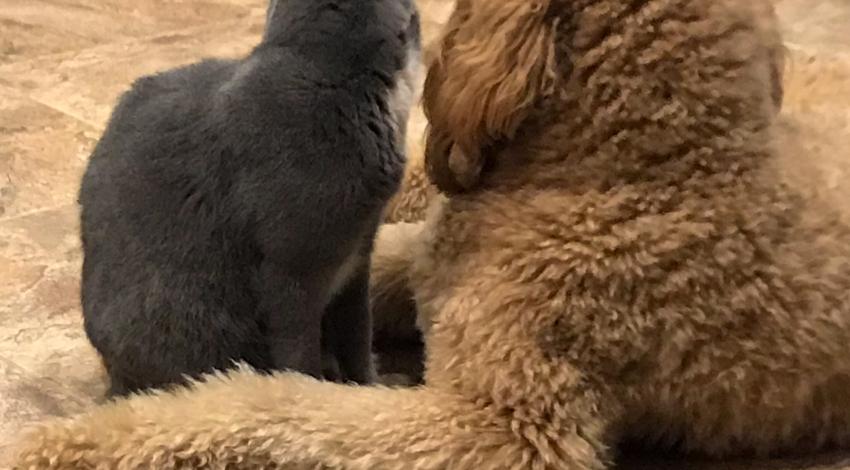 dog and cat snuggled