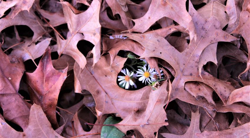 white flowers peek out from brown leaves