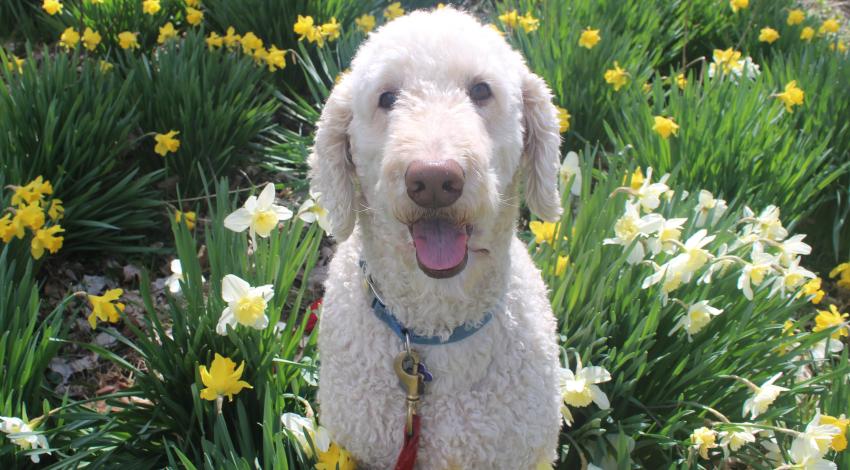 fluffy dog sitting among flowers