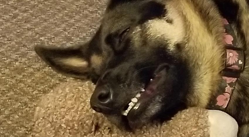 smiley dog with head on stuffed toy