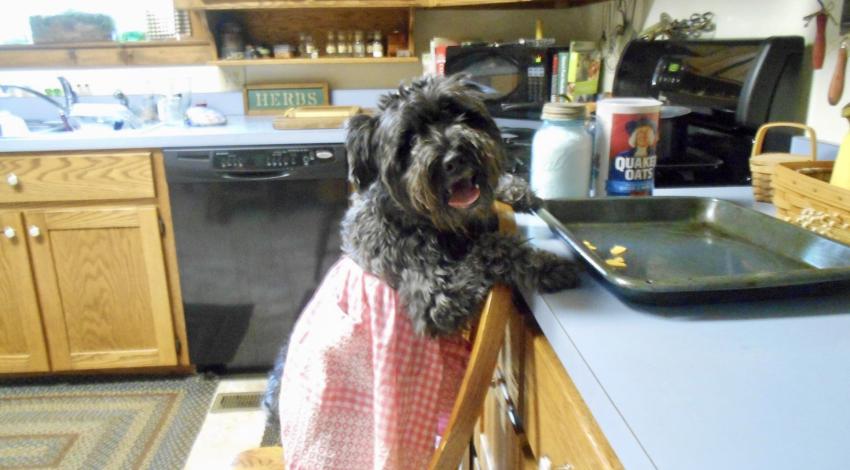 small dog at kitchen counter
