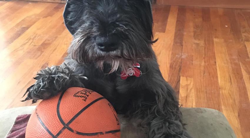 Little black dog with a paw on a basketball.