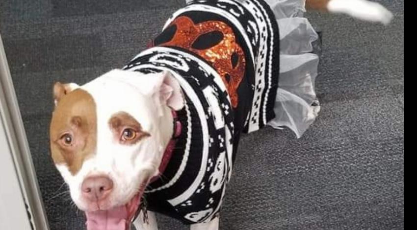 brown and white dog in a dress