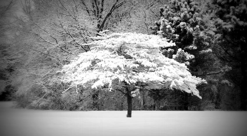 snow-covered tree