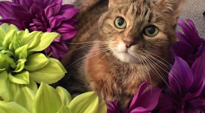striped cat surrounded by blooms