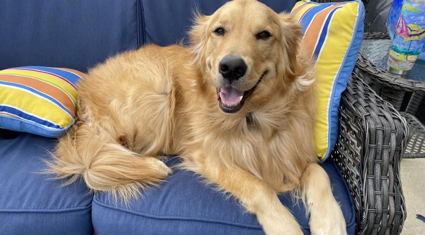 Golden retriever on blue couch