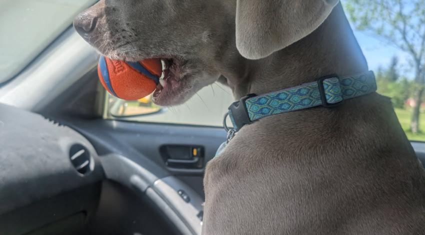 gray dog in car with ball in mouth