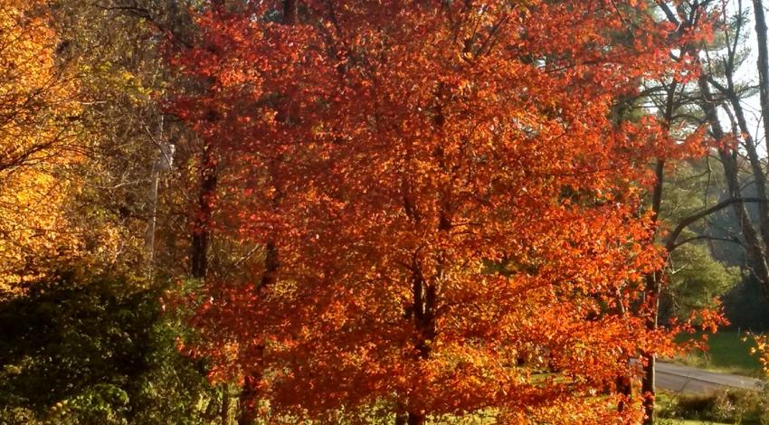 tall tree with bright fall colors