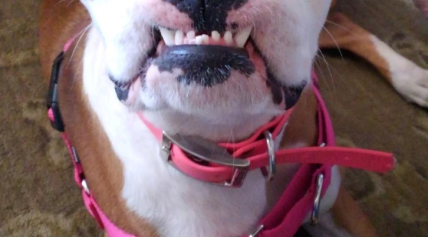 smiling boxer in pink collar