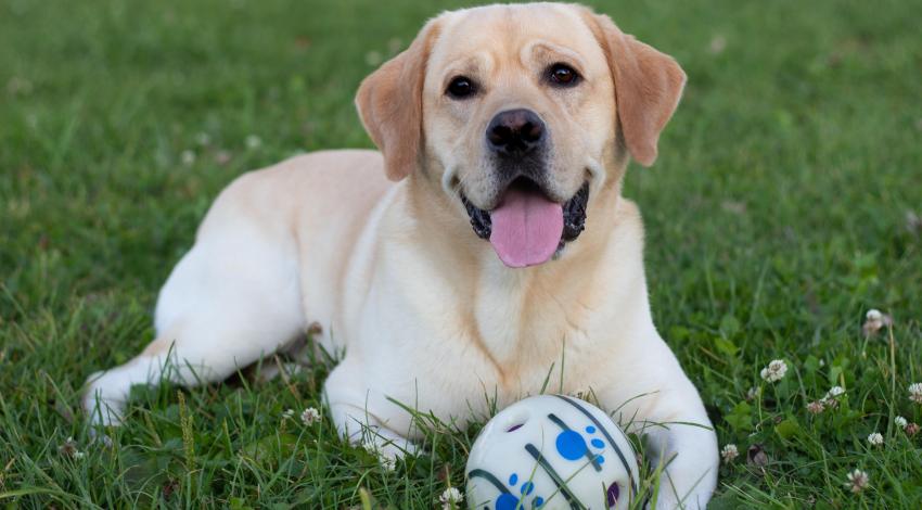 yellow smiley dog with ball