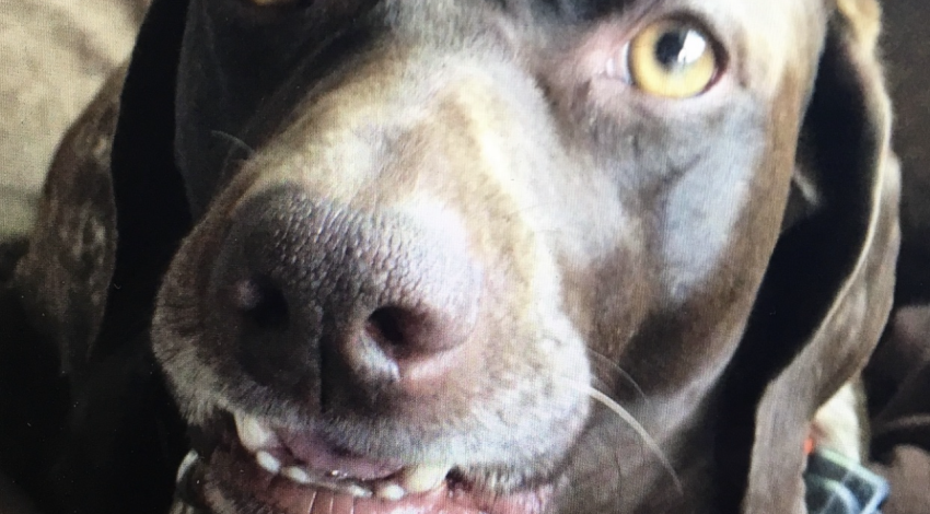 smiley brown speckled dog