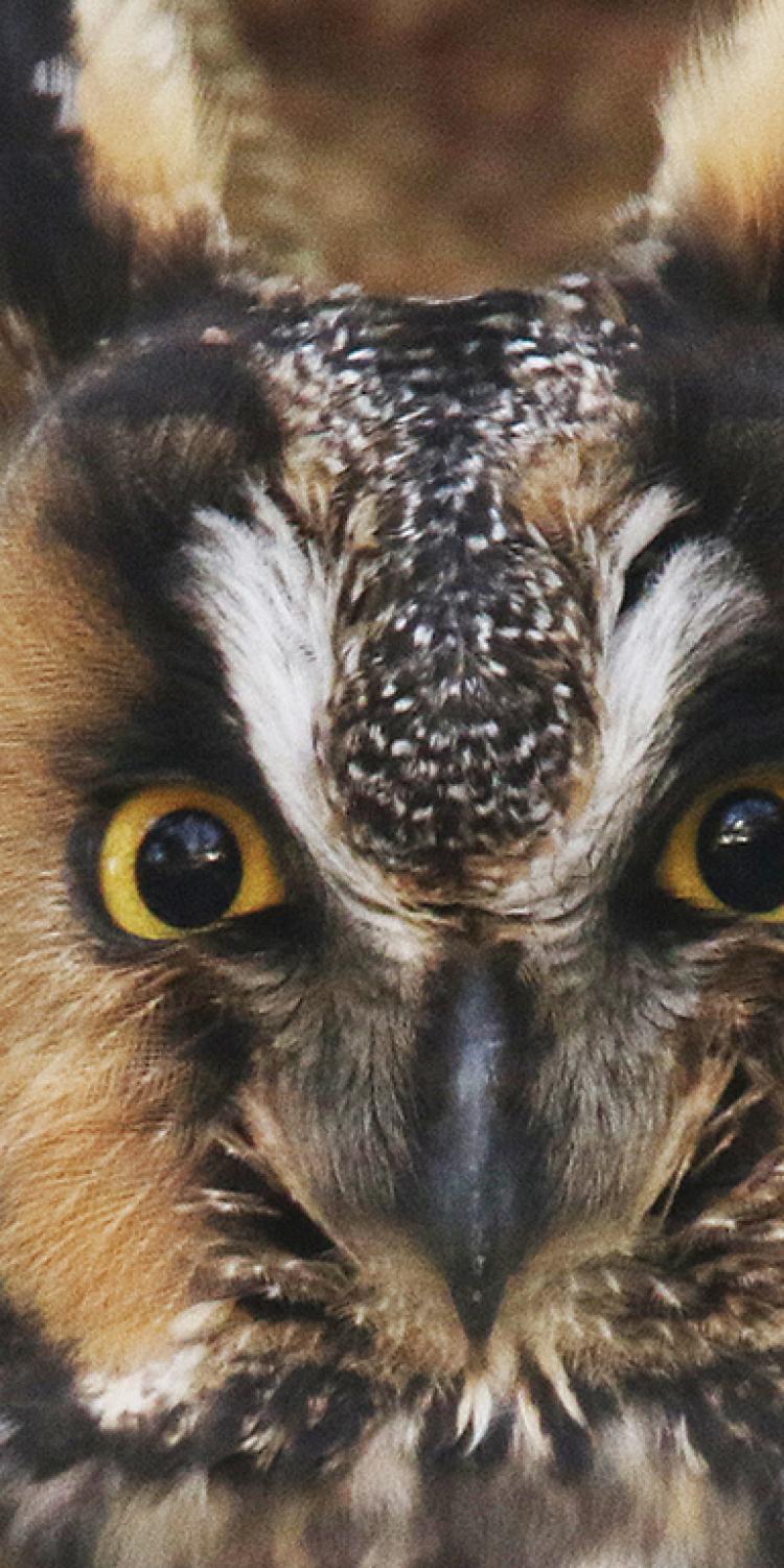 A close-up of a long-eared owl.