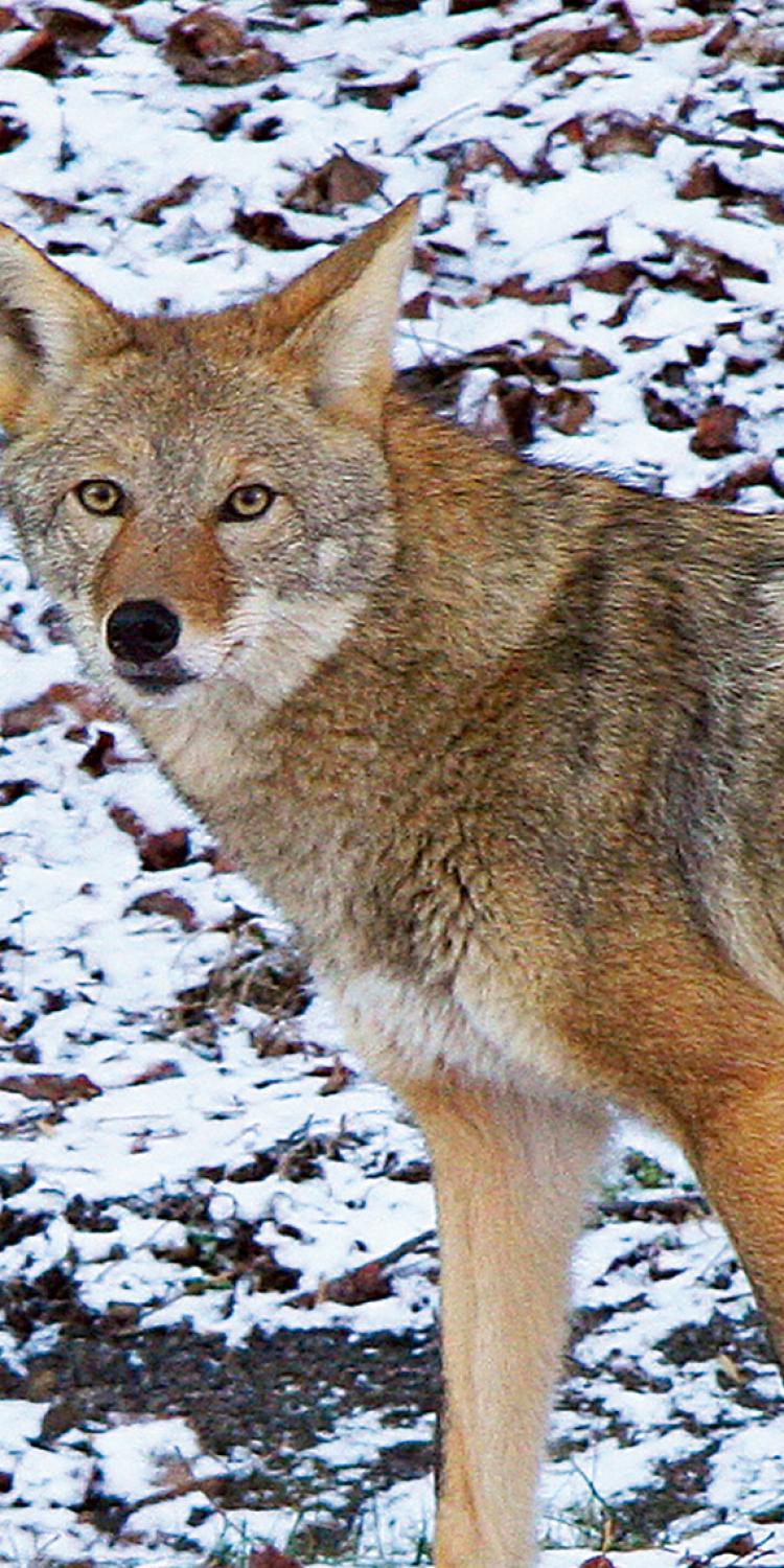 Coyote
