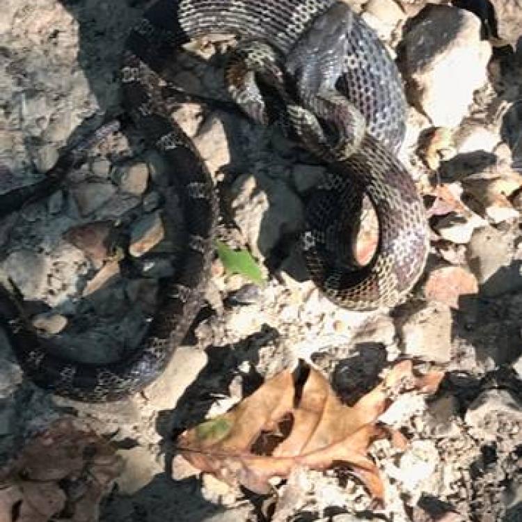 Black Snake (photo by Pete Zoretic)